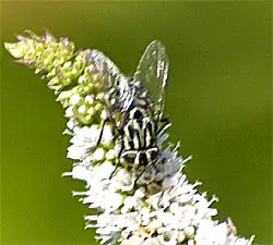 Muscidae (Latreille 1802)