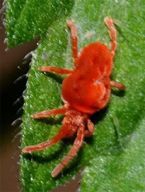 Acari (Nitzsch 1818)