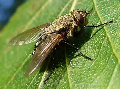 Oestridae (Leach 1815) Oestridae (Leach 1815)