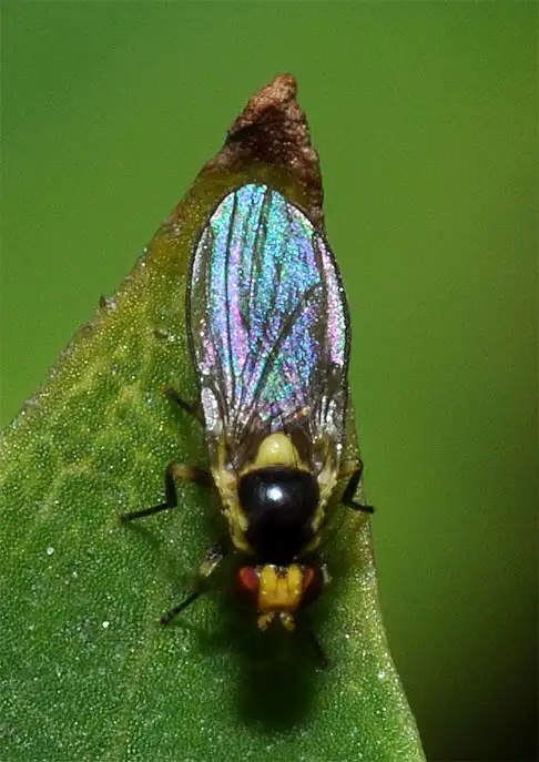 Agromyzidae (Fallen 1823)