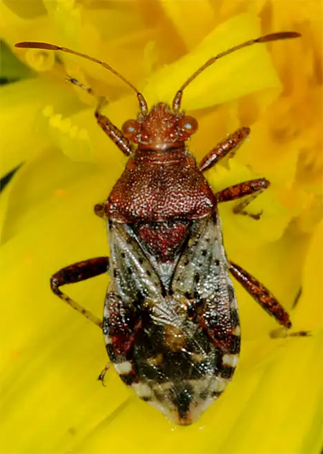 Rhopalidae (Amyot & Serville 1843)