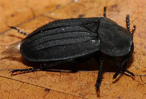 Silphidae (Latreille 1807)