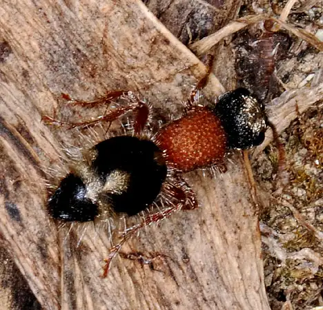 Mutillidae (André 1907) Mutillidae (André 1907)