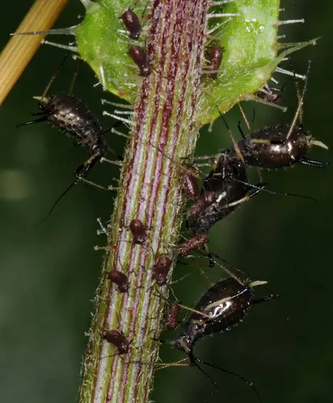 Aphidoidea (Latreille 1802) Aphidoidea (Latreille 1802)