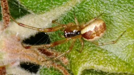 Linyphiidae (Blackwall 1859) Linyphiidae (Blackwall 1859)