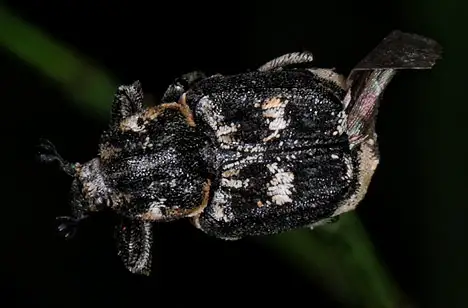 Scarabaeidae (Latreille 1802)