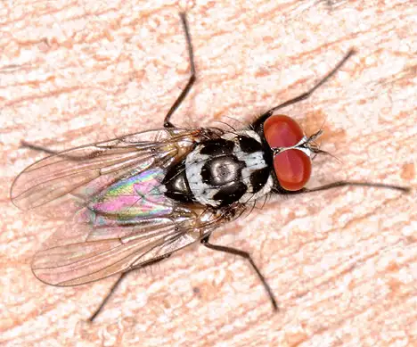 Anthomyiidae (Robineau-Desvoidy 1830)