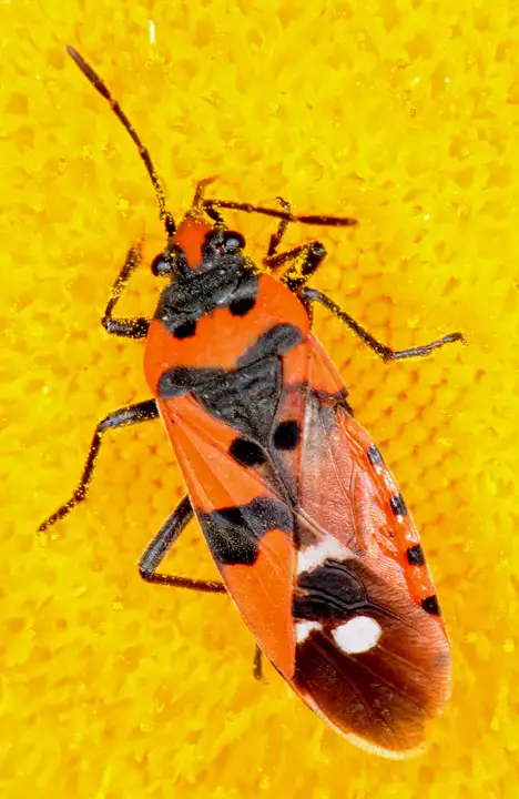 Lygaeidae (Schilling 1829)