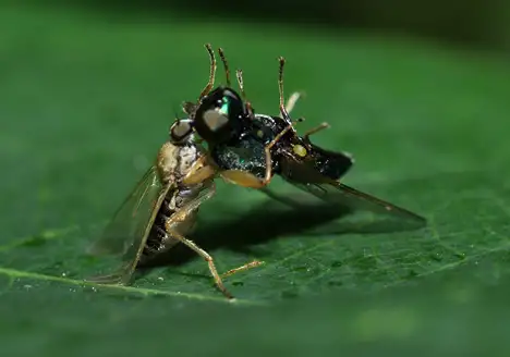 Hybotidae (Meigen 1820)