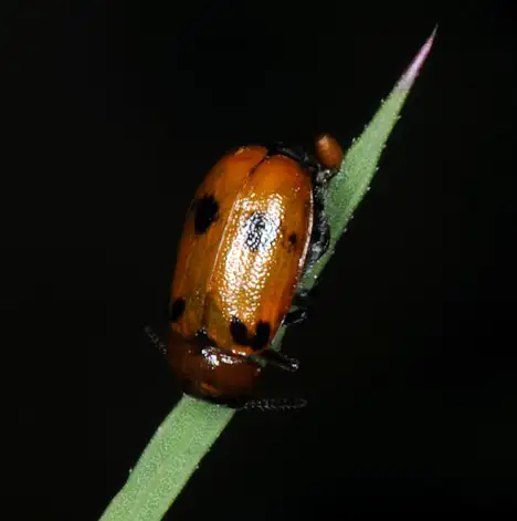 Cryptocephalinae (Gyllenhal 1813) Cryptocephalinae (Gyllenhal 1813)