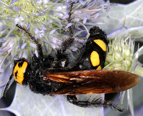 Scoliidae (Leach 1815) Scoliidae (Leach 1815)