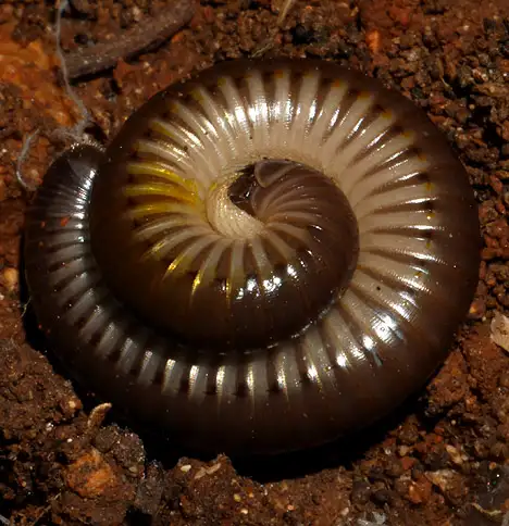 Diplopoda (De Blainville in Gervais 1844)