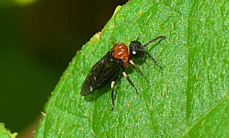 Tenthredinidae (Latreille 1804) Tenthredinidae (Latreille 1804)