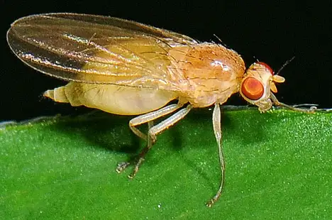 Lauxaniidae (Macquart 1835)