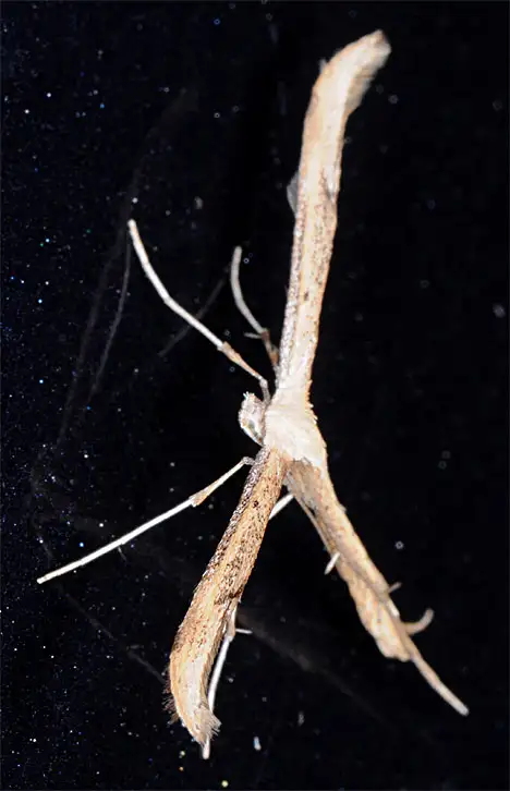Pterophoridae (Zeller 1841)