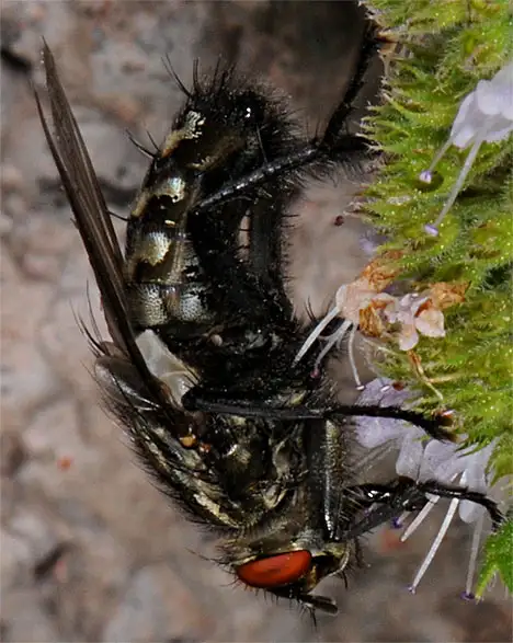 Sarcophagidae (Macquart 1834) Sarcophagidae (Macquart 1834)