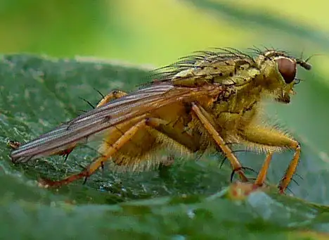 Scathophagidae (Robineau-Desvoidy 1830) Scathophagidae (Robineau-Desvoidy 1830)