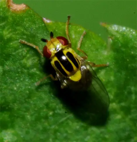 Chloropidae (Schoenherr 1840)