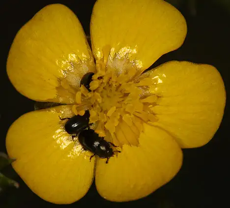 Nitidulidae (Latreille 1802)