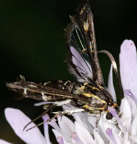 Sesiidae (Boisduval 1828) Sesiidae (Boisduval 1828)