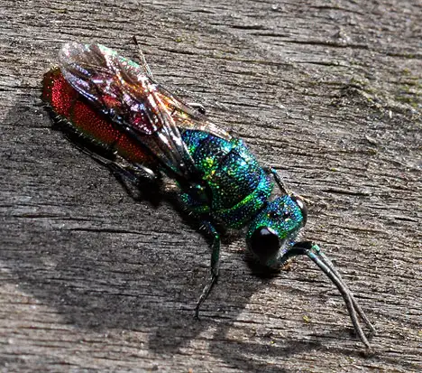 Chrysididae (Latreille 1802)