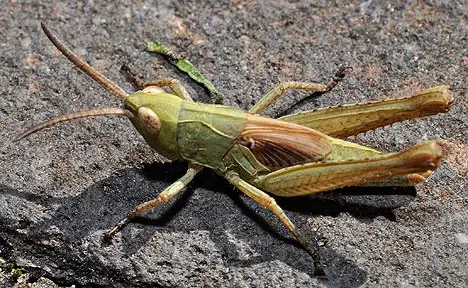 Gomphocerinae (Fieber 1853) Gomphocerinae (Fieber 1853)