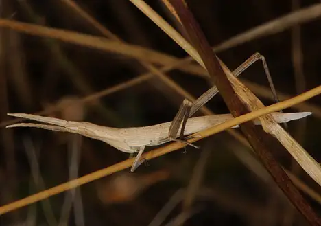 Acridinae (MacLeay 1821) Acridinae (MacLeay 1821)