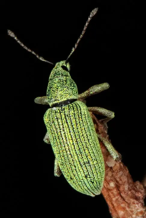 Phyllobius (Germar 1824) Phyllobius (Germar 1824)