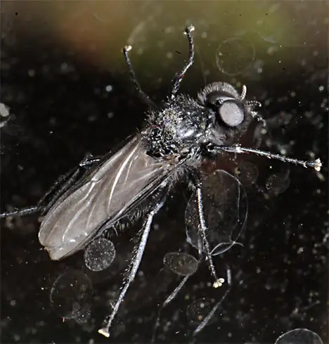 Bibionidae (Fleming 1821)