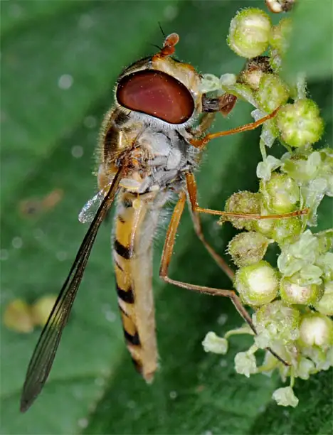 Syrphidae (Latreille 1802)