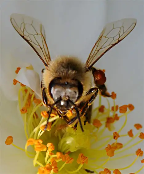 Apis (Linnaeus 1758)