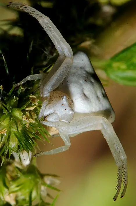 Thomisidae (Sundevall 1833) Thomisidae (Sundevall 1833)