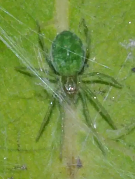 Dictynidae (O. P-Cambridge 1871) Dictynidae (O. P-Cambridge 1871)