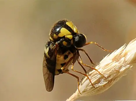 Acroceridae (Leach 1815) Acroceridae (Leach 1815)