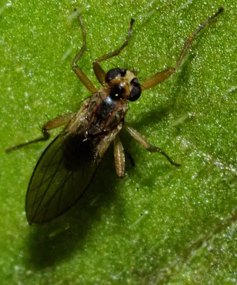 Lonchopteridae (Curtis 1839)