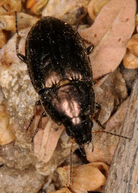 Carabidae (Latreille 1802) Carabidae (Latreille 1802)
