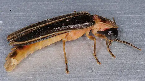 Lampyridae (Latreille 1817)