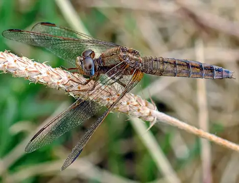 Libellen - Odonata