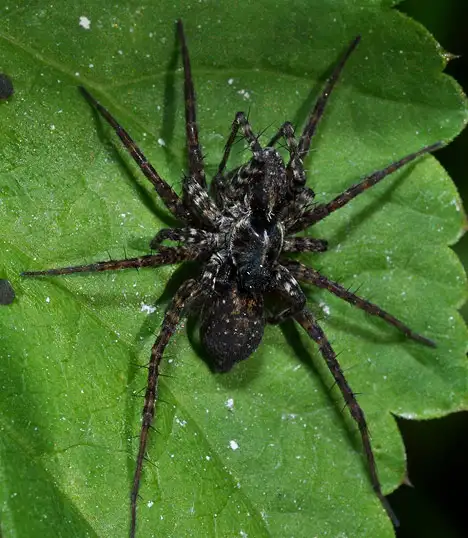 Lycosidae (Lehtinen & Hippa 1979) Lycosidae (Lehtinen & Hippa 1979)
