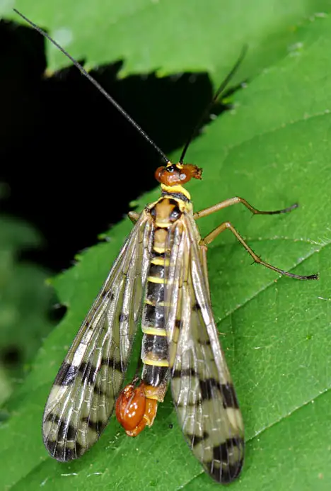 Panorpidae (Linnaeus 1758) Panorpidae (Linnaeus 1758)