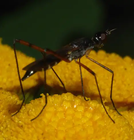 Micropezidae (Illiger 1798)