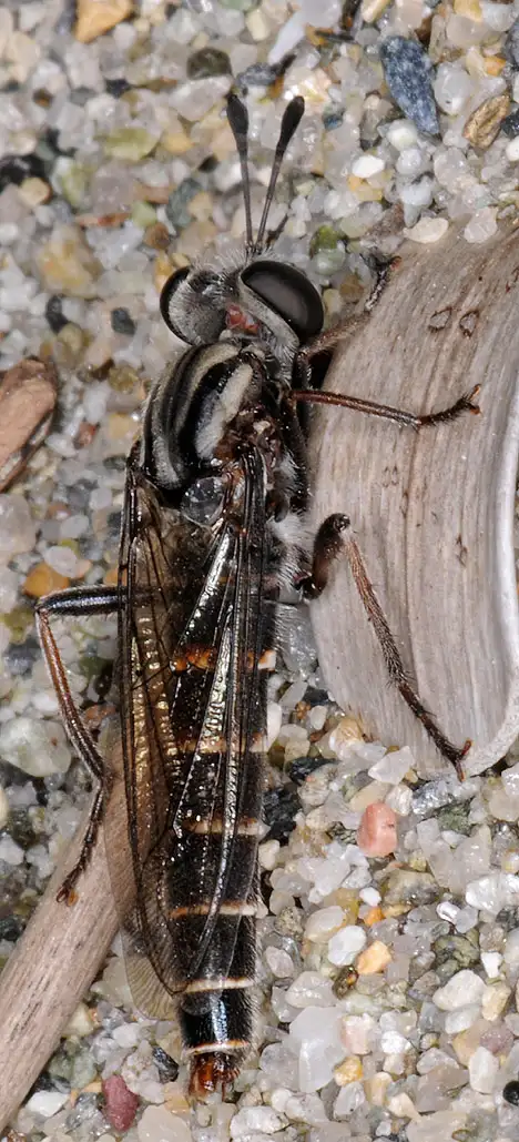 Mydidae (Bezzi 1903) Mydidae (Bezzi 1903)