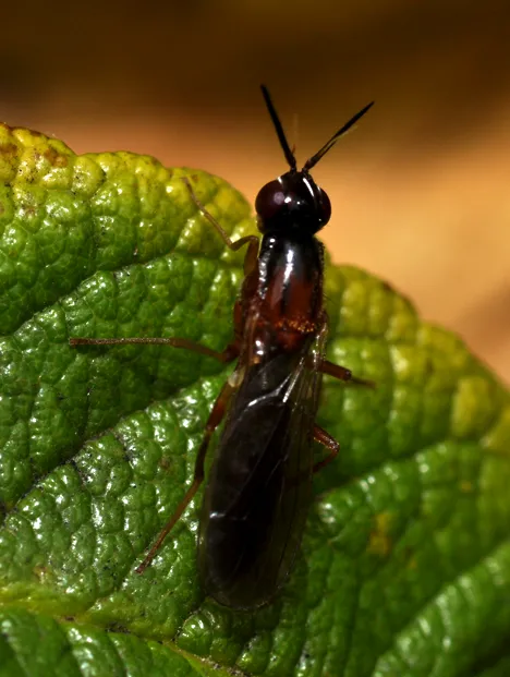 Psilidae (Macquart 1835)
