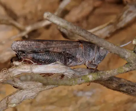 Oedipodinae (Walker 1871)