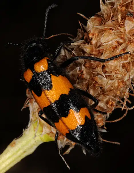 Meloidae (Gyllenhal 1810)