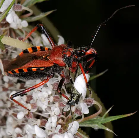 Reduviidae (Latreille 1807) Reduviidae (Latreille 1807)