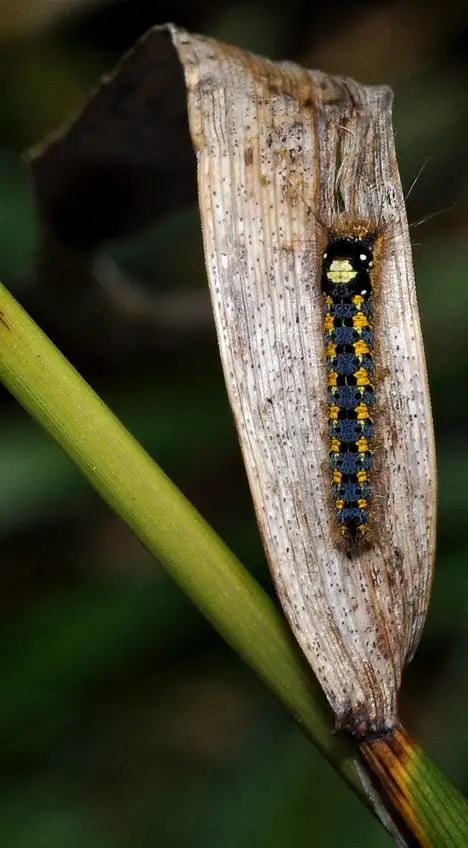 Lasiocampidae (Harris 1841) Lasiocampidae (Harris 1841)