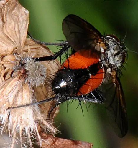 Tachinidae (Robineau-Desvoidy 1830) Tachinidae (Robineau-Desvoidy 1830)