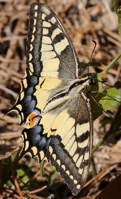 Papilionidae (Latreille 1802) Papilionidae (Latreille 1802)