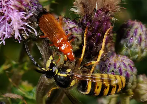 Cantharidae (Imhoff 1856) Cantharidae (Imhoff 1856)